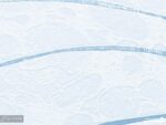 پوستر دیواری برگ نخل 10285000