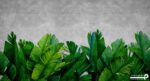 پوستر دیواری برگ هاوایی 10044810