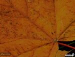 پوستر دیواری برگ پاییز 10276800