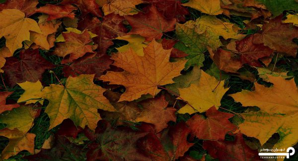 پوستر دیواری برگ پاییز 10276800 - Image 6