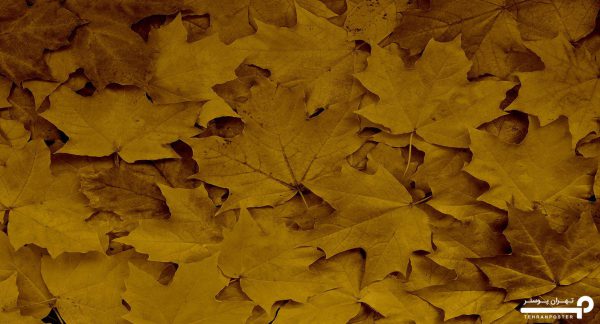 پوستر دیواری برگ پاییز 10292400 - Image 6