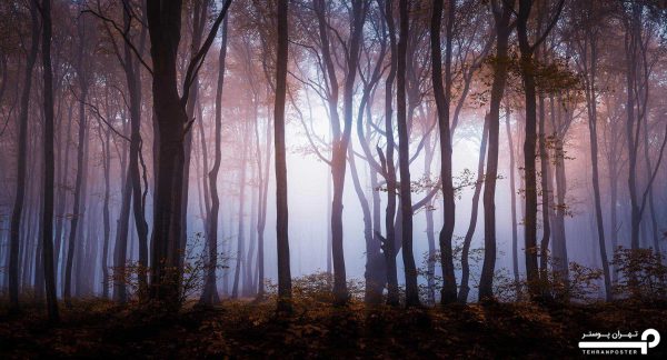 پوستر دیواری جنگل 10053900 - Image 4