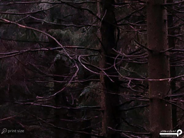 پوستر دیواری جنگل 10059500 - Image 3