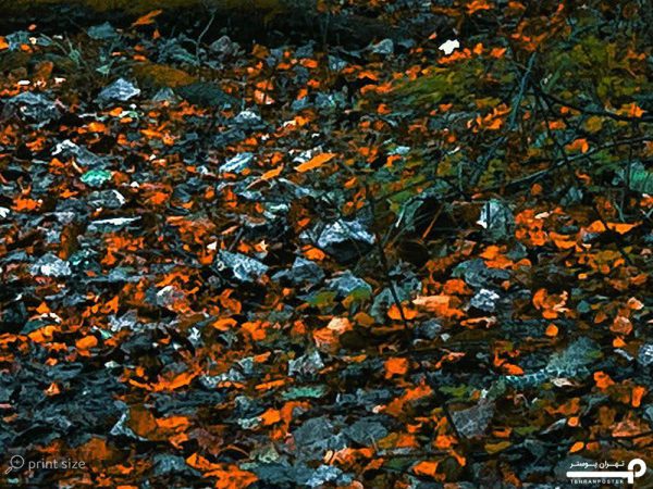 پوستر دیواری جنگل تاریک 10293500 - Image 5