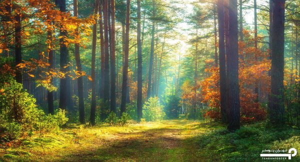 پوستر دیواری جنگل طبیعت زیبا 10296100 - Image 5