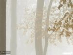 پوستر دیواری جنگل و درخت 10052500