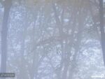پوستر دیواری جنگل و مه 10053300