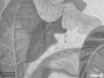 پوستر دیواری حیوانات جنگل استوایی 11019400