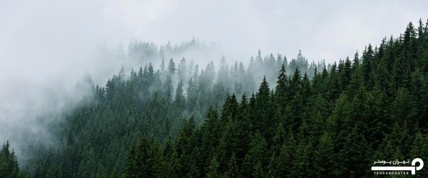 پوستر دیواری طبیعت جنگل مه آلود 10032300 - Image 4