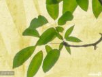 پوستر دیواری طرح برگ درخت 12012310