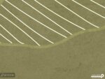 پوستر دیواری طرح برگ سبز 10260900