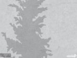 پوستر دیواری طرح درخت 10266600