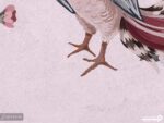 پوستر دیواری طرح شاخه برگ پرنده 10250100