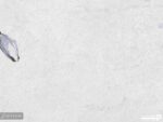 پوستر دیواری طرح شکوفه و برگ 10158600