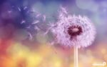 پوستر دیواری طرح قاصدک 10035900