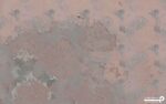 پوستر دیواری طرح گل کلاسیک 13013400