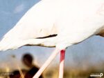 پوستر دیواری فلامینگو 10288800