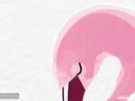 پوستر دیواری فلامینگو و برگ 12020410