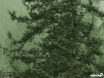 پوستر دیواری منظره جنگل 10056210