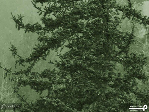 پوستر دیواری منظره جنگل 10056210 - Image 5
