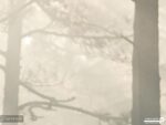 پوستر دیواری منظره جنگل و نور 10053100