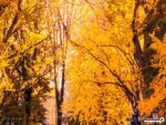 پوستر دیواری پاییز 10299300