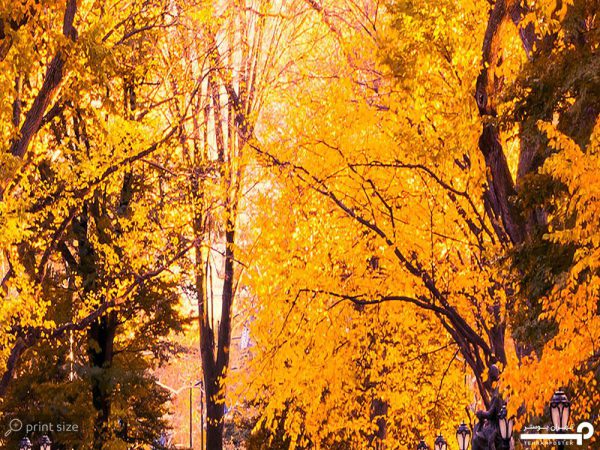 پوستر دیواری پاییز 10299300 - Image 5