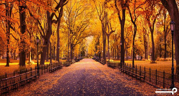 پوستر دیواری پاییز 10299300 - Image 6