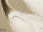 پوستر دیواری کلاسیک طرح پرنده 10289300