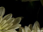 پوستر دیواری گل رز 10296700