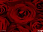 پوستر دیواری گل رز قرمز 10276700