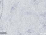 پوستر دیواری گلدار گل 12211500